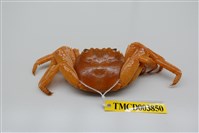 藏品(白紋方蟹)的圖片